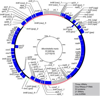 Microheliella maris possesses the most gene-rich mitochondrial genome in Diaphoretickes